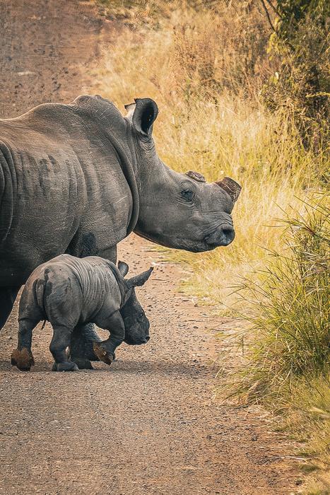 Dehorned white rhino mother and calf