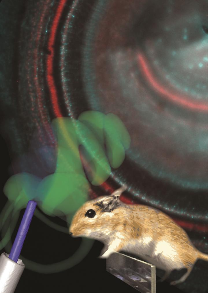 Restoring Hearing with Light Signals (1 of 4)