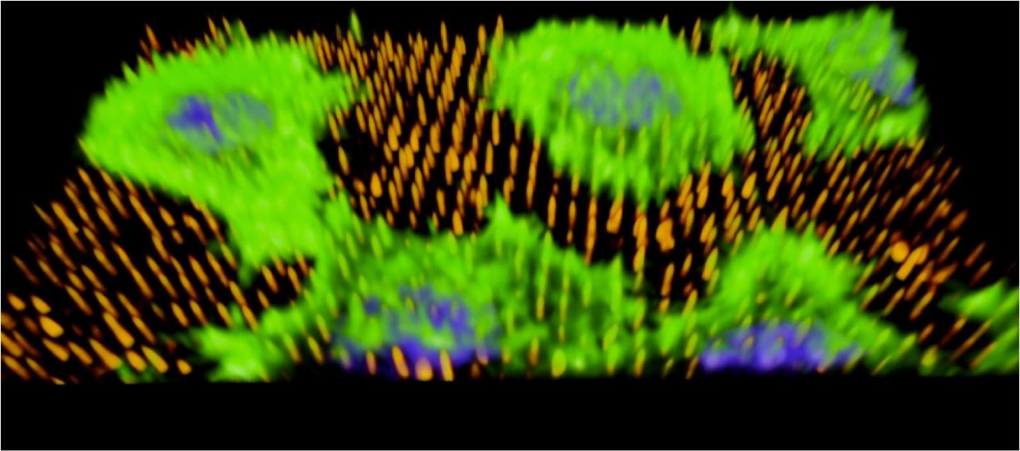 Cells on Nanoneedle Image
