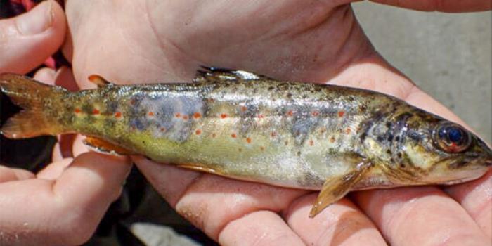 Signs of gas bladder disease