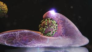 A cell captures a virus