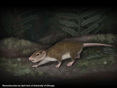 Ancient Mammal Set the Stage for Modern Rodents (1 of 4)