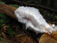 Hair Ice Growing
