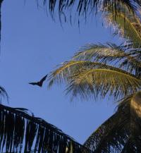Mortlock Islands Flying Fox