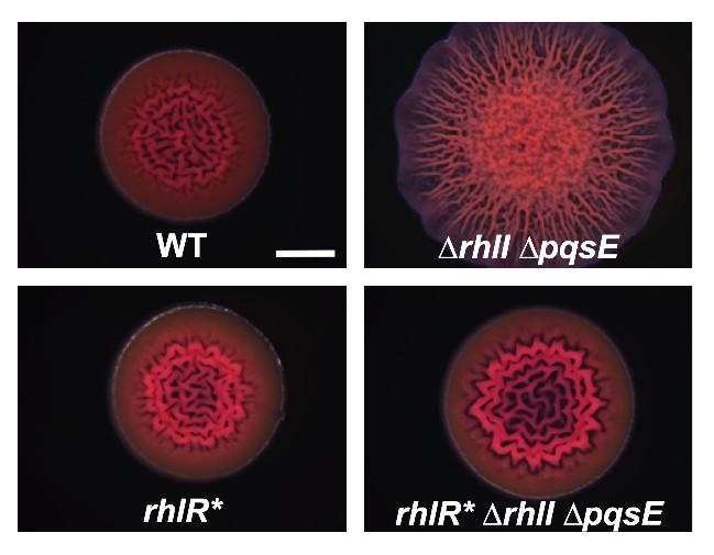 Mutant Bacterial Receptor Could Point to New therapies against Opportunistic Pathogen