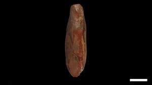 3D video of Pohlsepia mazonensis fossil