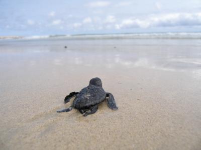 Marine Turtle 2 (of 2)