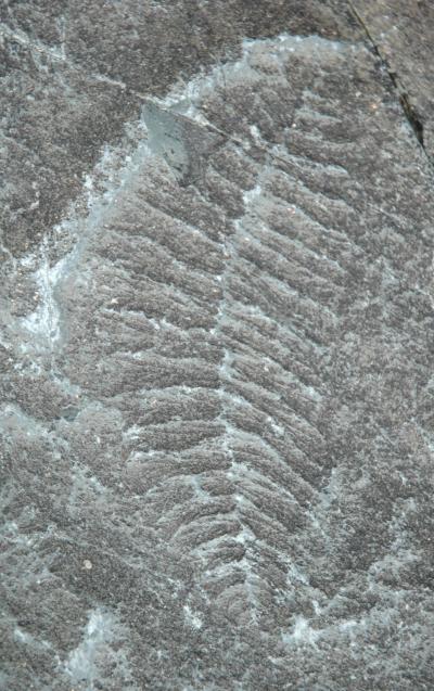 <i>Fractofusus misrai</i>