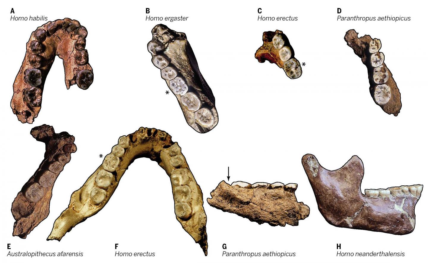 Old Classifications of <I>Homo</I> Need a Fresh Approach (2 of 2)