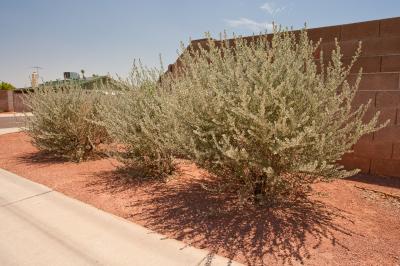 Homeowner Groups Can Support Native Species in Suburban Neighborhoods