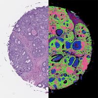 Infrared-Optical Hybrid Images