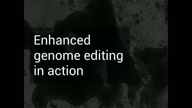 Enhanced Genome Editing in Action