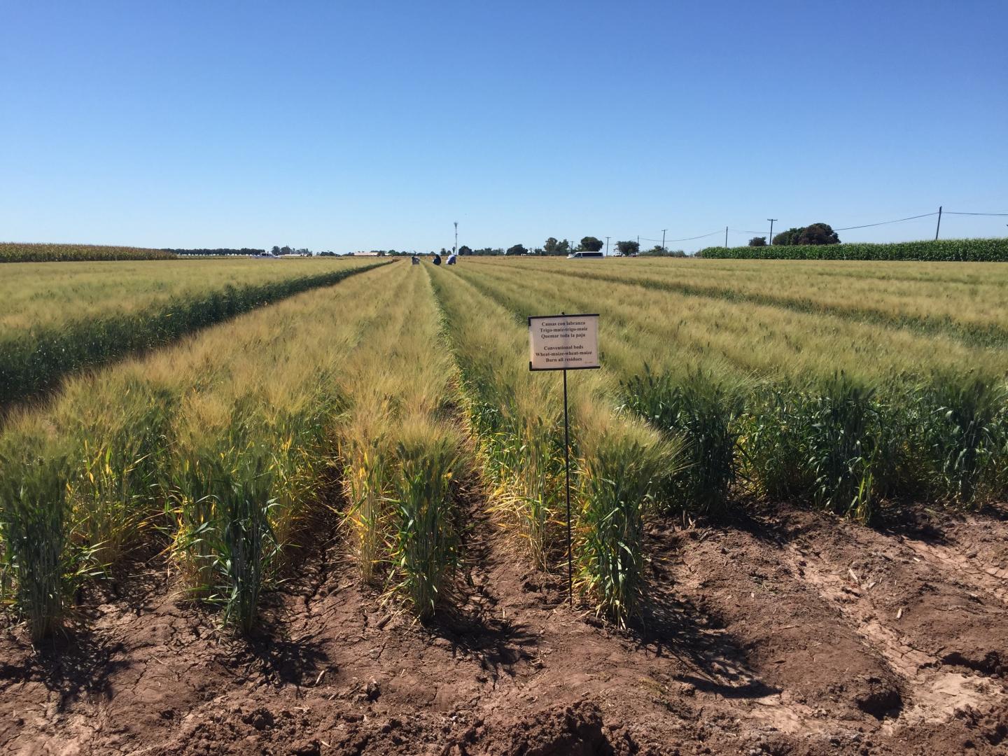 Wheat Fields