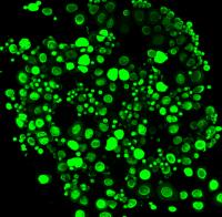 Mouse Egg Cells