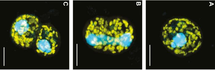 The symbiosis under the microscope