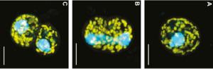 The symbiosis under the microscope
