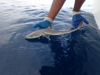 <i>Squalus clarkae</i>