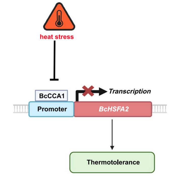 Schematic representation of the regulatory relationship between BcCCA1 and BcHSFA2 in NHCC under HS.