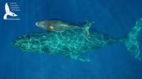 A Humpback Whale and Calf with Suction Cup Tag (NOAA Permit #21476)