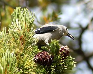 Whitebark pine and the Clark’s nutcracker bird