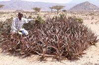 <i>Aloe sanguinalis</i>