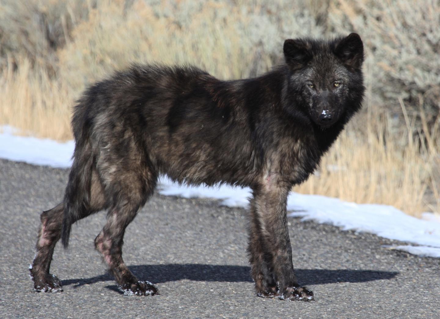 Chronic Illness Causes Less Harm when Carnivores Cooperate