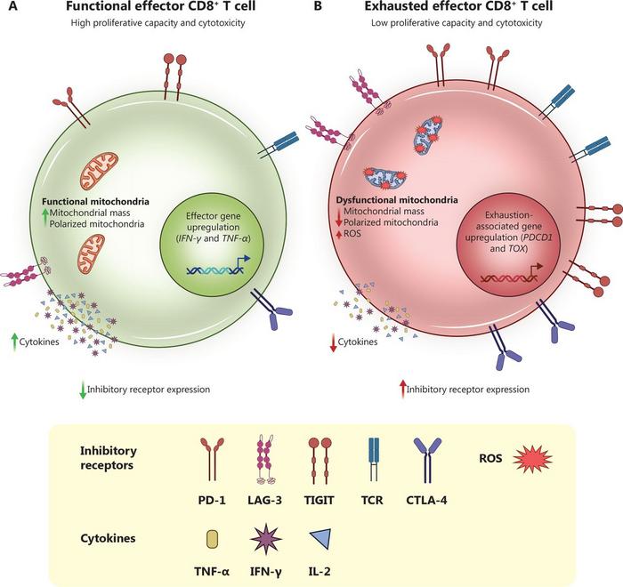 Functional and molecular hallmarks of CD8+ T cells.