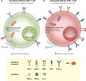 Functional and molecular hallmarks of CD8+ T cells.