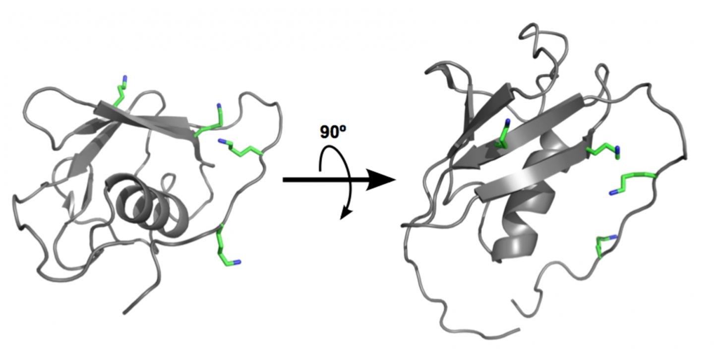 SUMO Protein