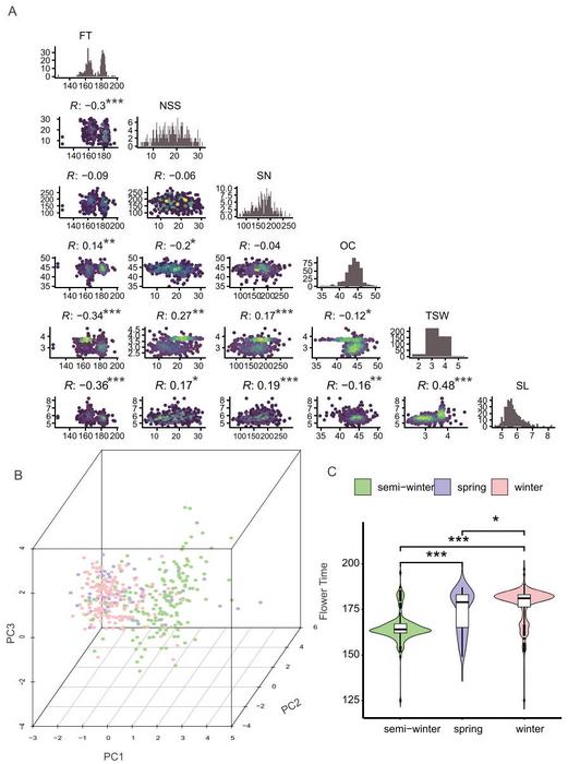 Phenotypic distribution of rapeseed.