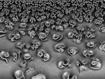 Complex Structures Take Shape With Help From the Environment (11 of 12 ...