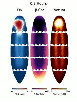 Computational Simulation of Morphogen Gradients