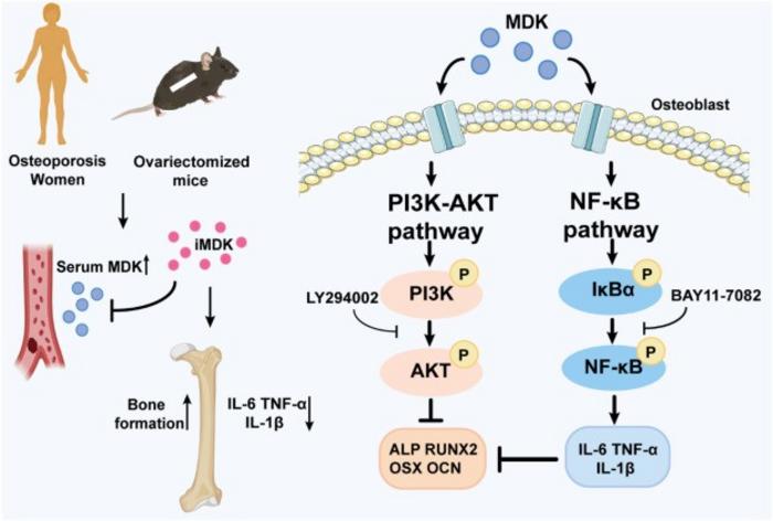 Schematic representation of MDK alleviating bone loss