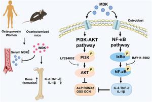 Schematic representation of MDK alleviating bone loss