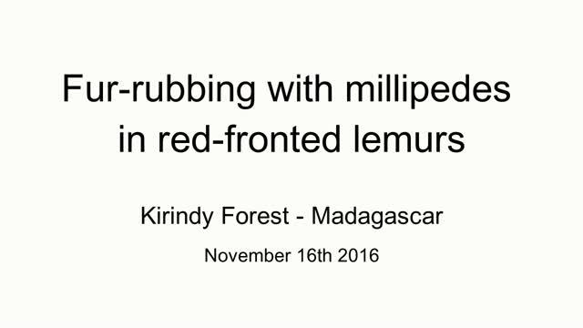 Red-Fronted Lemur