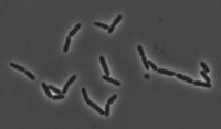 Lactobacillus murinus under the Microscope 