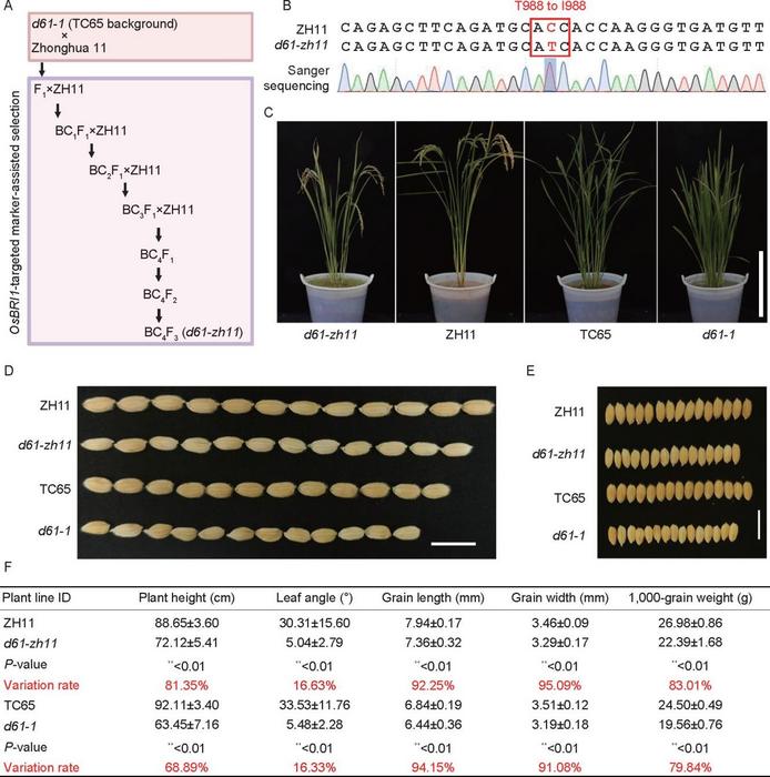 Fig. 1. Comparison of brassinosteroid (BR)-associated traits in Zhonghua 11 (ZH11) and Taichung (TC65)