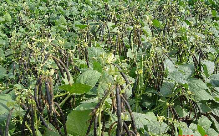 Field view of mungbean crop
