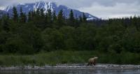 'Bearcam' Study Focuses on Human Emotional Connection with Wildlife, Parks