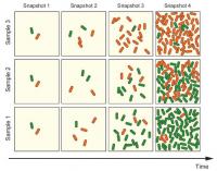 Phenotypic Variability