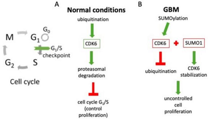 Cell cycle progression in normal conditions and in glioma.