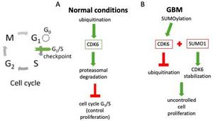 Cell cycle progression in normal conditions and in glioma.
