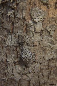 Background Matching Mantis