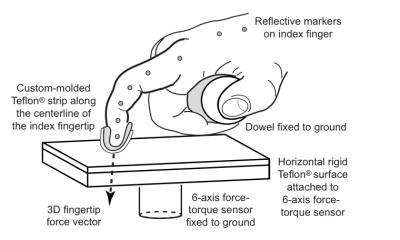 1-Finger Exercise Reveals Unexpected Limits to Dexterity (1 of 2)