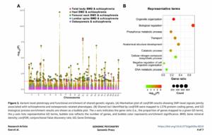 Variant-level pleiotropy and functional enrichment of shared genetic signals: osteoporosis and schizophrenia