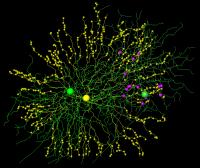 Cell Reconstruction
