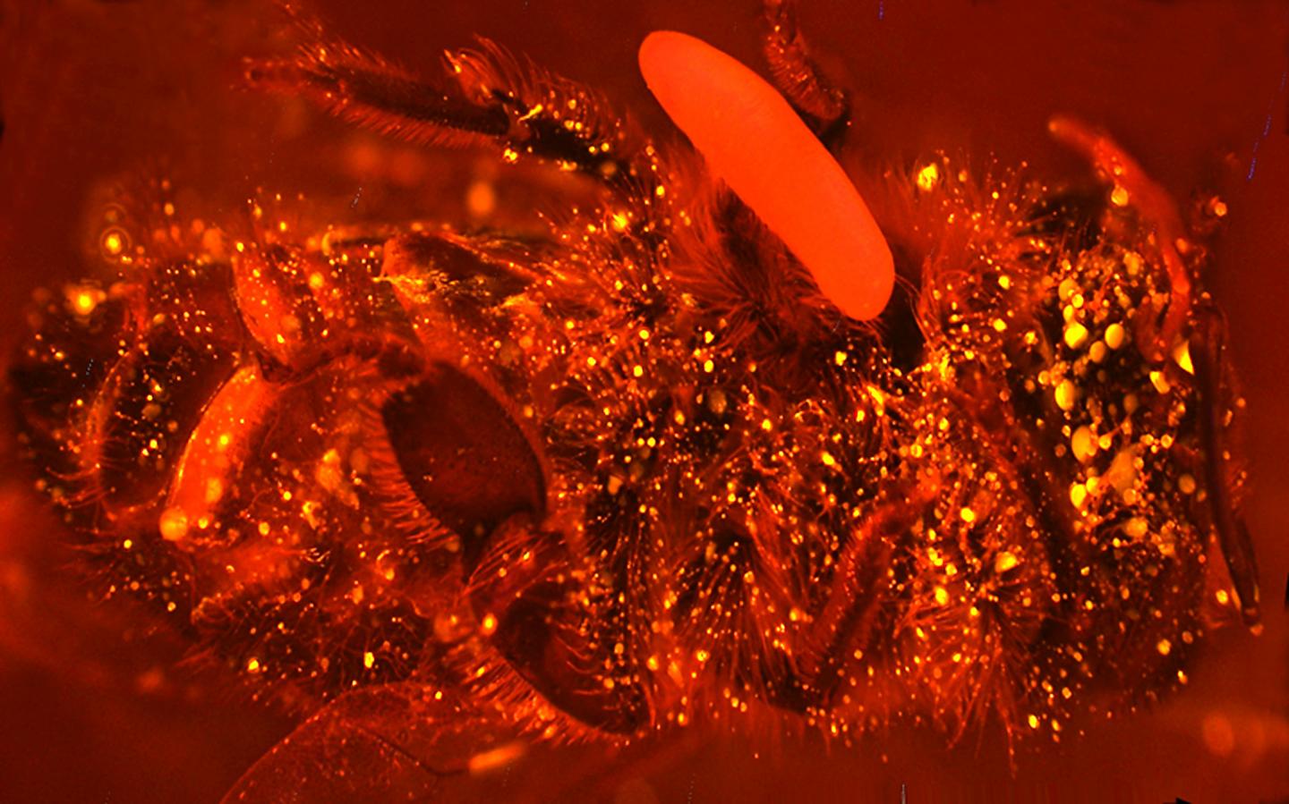 Beewolf Egg, Fluorescent Dye