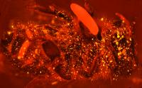 Beewolf Egg, Fluorescent Dye