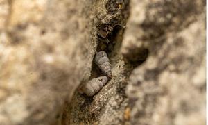 Cochlostoma dobrido