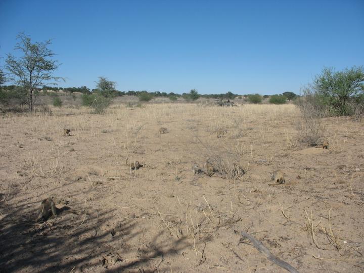 Meerkats